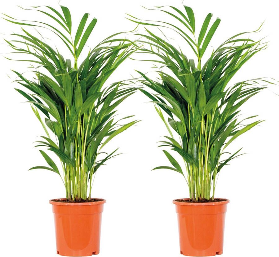 Bloomique Dypsis Lutescens Goudpalm Set van 2 Kamerplant Onderhoudsvriendelijke plant voor binnen ⌀17 cm 60-70 cm