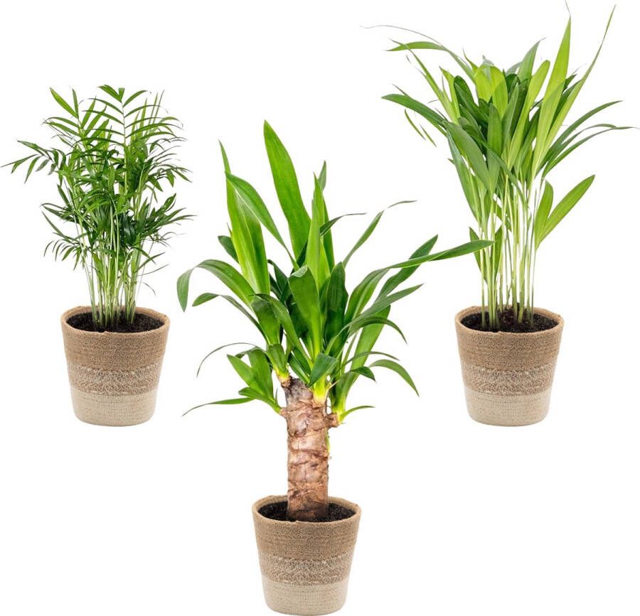 Bloomique 3x Tropische Palmen Mix Incl. Jute Mand – Onderhoudsvriendelijk ⌀12 cm 20-45 cm