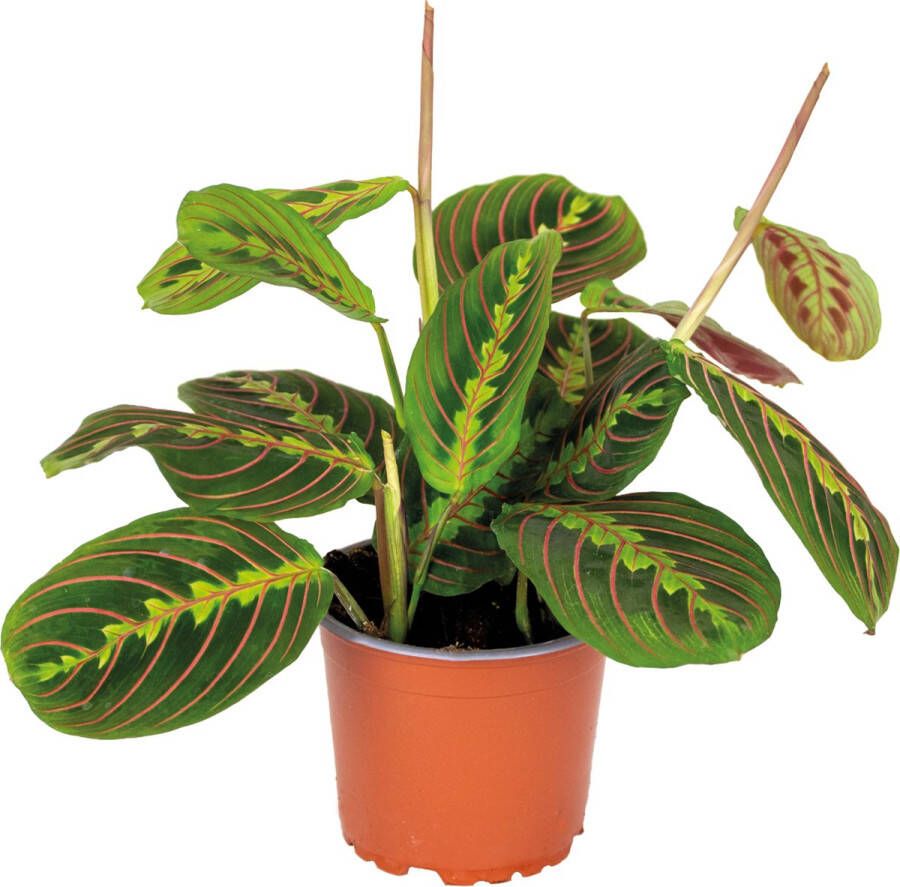 Bloomique Maranta Tricolor – Gebedsplant – Kamerplant – Luchtzuiverend – ⌀12cm –10-15 cm