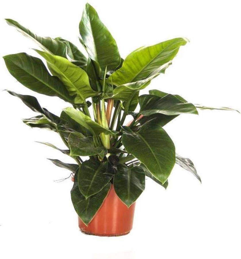 Fleurdirect Philodendron Imperial Green M